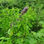 Nepeta azurea Blomma