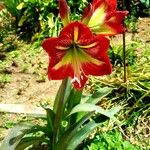 Hippeastrum reginae花