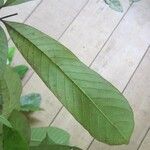 Isertia spiciformis Leaf