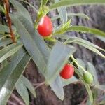 Wikstroemia indica Fruit