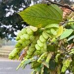 Flemingia strobilifera Blomst