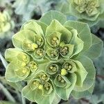 Euphorbia helioscopia Kukka