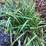 Carex austroalpina Leaf