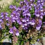 Scutellaria alpina Flor