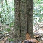 Neea floribunda Bark