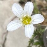 Arenaria grandiflora Flower