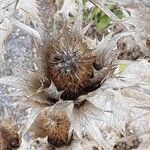 Eryngium giganteum Frucht