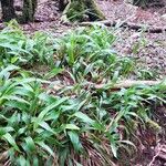Luzula canariensis Hoja
