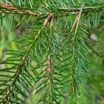 Picea rubens Folha