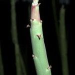 Euphorbia dregeana
