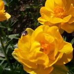 Trollius asiaticus Žiedas