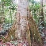 Julbernardia seretii Corteza
