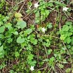 Moneses uniflora Habit