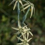 Narcissus viridiflorus 花