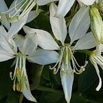 Dictamnus albus Çiçek