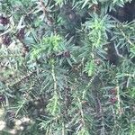 Juniperus drupacea Hostoa