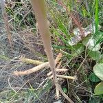 Kalanchoe delagoensis Blad