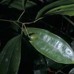 Abuta grandifolia Fruit