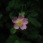 Rosa micrantha Blodyn