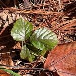 Rubus hispidus Leaf