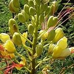 Erythrostemon gilliesii फूल