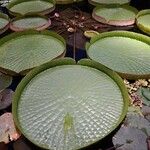 Victoria amazonica Foglia