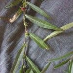 Eremophila debilis Leaf