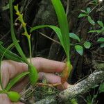 Bulbophyllum coccinatum Habitus