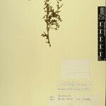 Phyllanthus clarkei Other