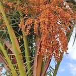 Phoenix canariensis Fruto