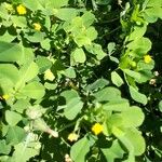 Medicago coronata Flor