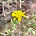 Pulicaria arabicaBlüte