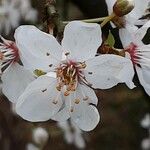 Prunus cerasus Λουλούδι