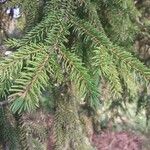 Picea orientalis Leaf