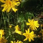 Hieracium lachenalii Blomst