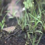 Utricularia arenaria Yeri