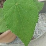 Sparrmannia africana Leaf