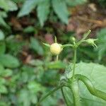 Melothria sphaerocarpa Fruit