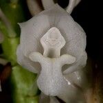 Calanthe hololeuca Flor