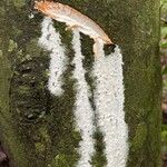 Funtumia africana Ŝelo