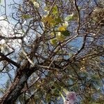 Tabebuia heterophylla Leaf