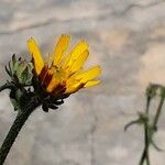 Picris hieracioides Flower