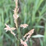 Leersia hexandra Blüte