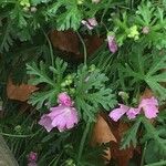 Malva alcea Flor