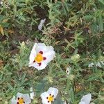 Cistus ladaniferFloro