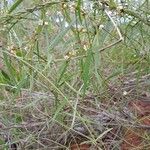 Secamone tenuifolia Hoja
