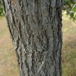 Quercus garryana Corteza
