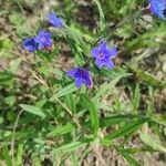 Aegonychon purpurocaeruleum Квітка