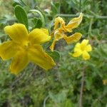 Jasminum fruticans Цветок