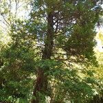 Libocedrus plumosa Habit